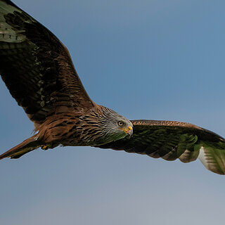 Argaty - Red kite